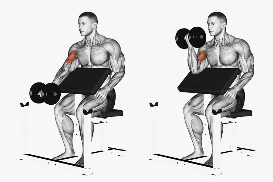 Preacher Curl